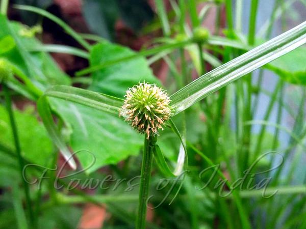 Green Water Sedge